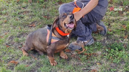 Suite à un signalement, ces deux chiens qui vivaient dans une cour cherchent une nouvelle famille