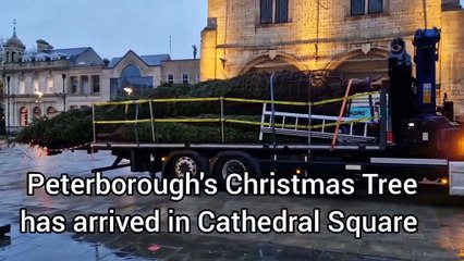 Peterborough Christmas Tree arrives in city centre