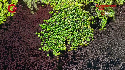 Terkos gölünde masalsı sonbahar manzarası