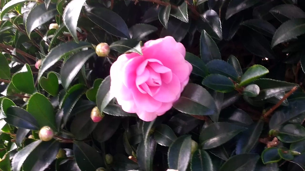 ツバキ