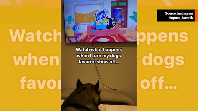 Hulvaton video: Koira, joka katsoi lempiohjelmaansa, suuttuu, kun omistaja sammuttaa television