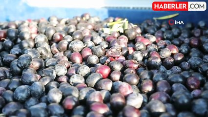 Mudanya Belediyesi Kendi Zeytinyağı Markasını Kuruyor