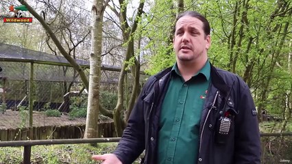 Stax English Free Lesson: Bear Rehabilitation