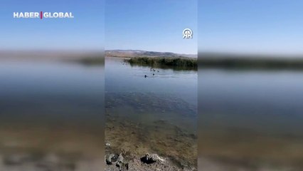 Amatör balıkçılar kurtardı: Halk arasında "sakar kuş" olarak biliniyor