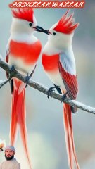 surah mulk 5 create #foryou #foryou #foryou #shorts #IslamicShorts #shortsvideo #shortfeed #NatureInspiredByQuran #bird