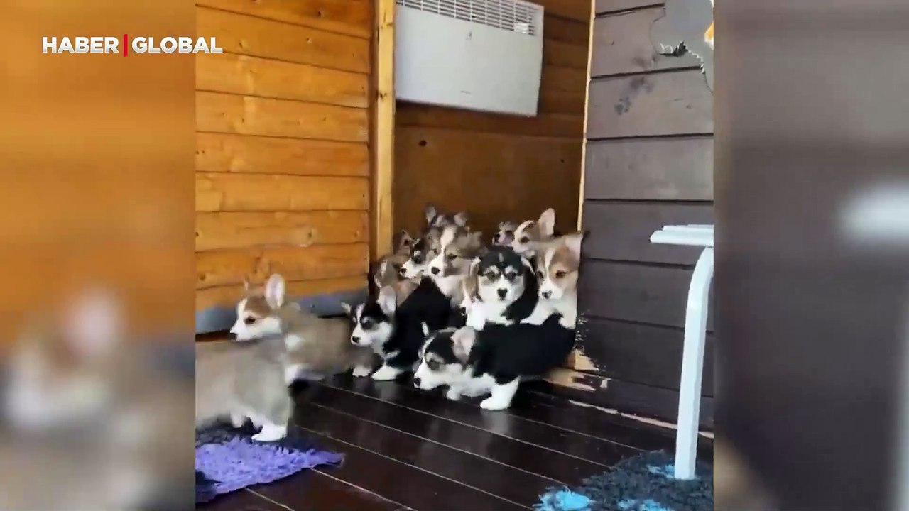 Yavru köpekler bir geldi pir geldi: Sürpriz yumurtadan çıkar gibi çıktılar