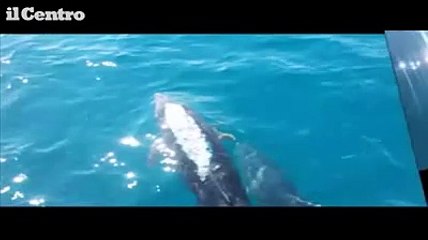 Fossacesia, giro a vela insieme ai delfini