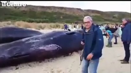 Vasto, gas nel sangue dei tre capodogli: si teme per gli altri quattro in mare