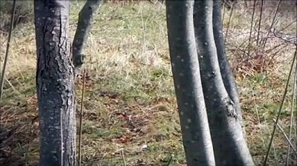 Abruzzo, la regione dei lupi: il video per l'Expo