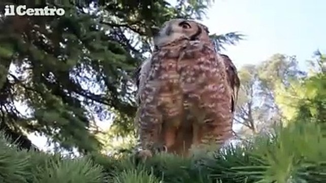 Teramo, a spasso nella fortezza di Civitella del Tronto con lupi e rapaci