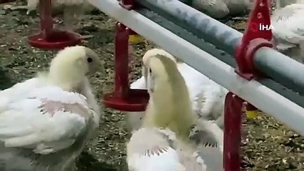 Kuş gribinde bilinmeyen tehlike! Türkiye bu yüzden tehdit altında