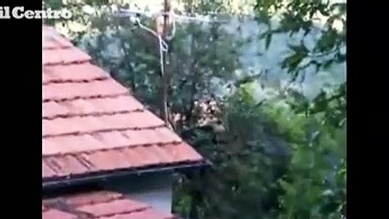 Bisegna, il cucciolo d'orso ghiottone non resiste alle ciliegie