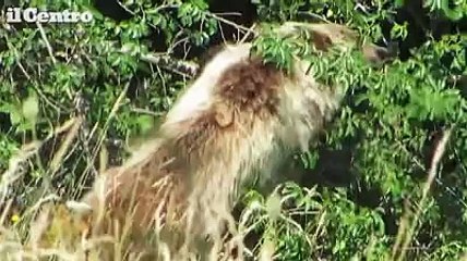 Lo straordinario incontro con l'orso "ghiottone" nel parco d'Abruzzo