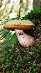 ATTENTION si tu manges des champignons toxiques !