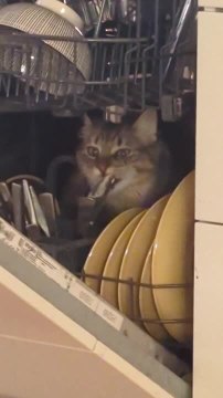 Maine Coon Cat Eats Leftovers Inside Dishwasher