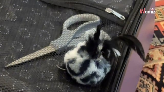 Cat’s sweet attempt to stop owner from leaving has viewers feeling emotional