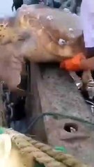 Sea Turtle Saved and Released After Barnacle Removal #shorts