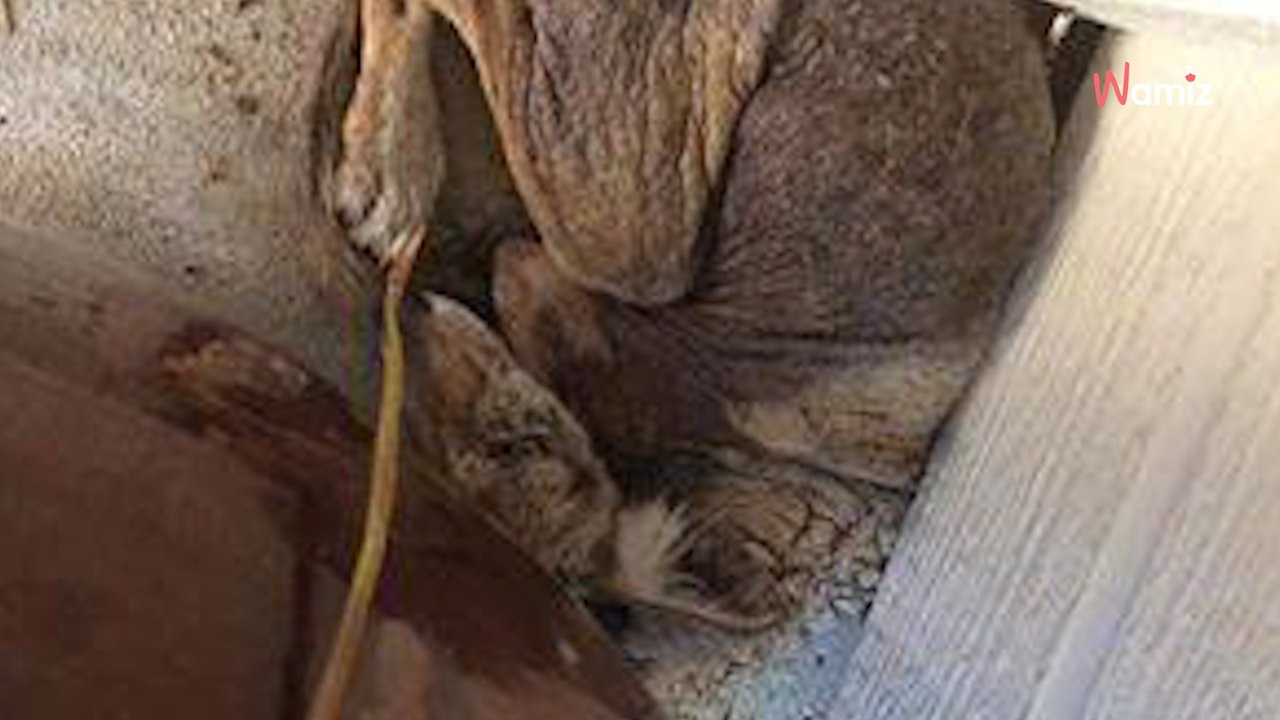 Woman thinks she's found an abandoned, old dog: Then a vet reveals the truth