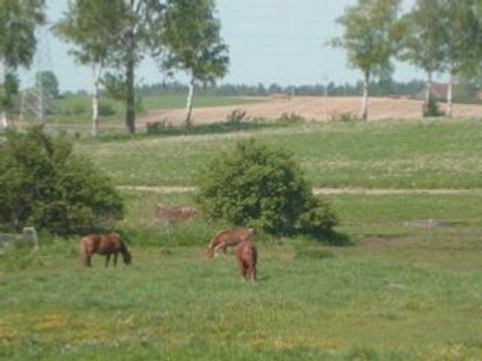 Ernesto Cortazar -Mascarade