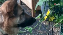 Dog looks as if she's admiring the flowers, then carnage ensues (video)