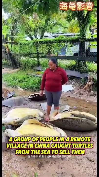 Turtles Rescued from Villagers and Released into Ocean #Shorts
