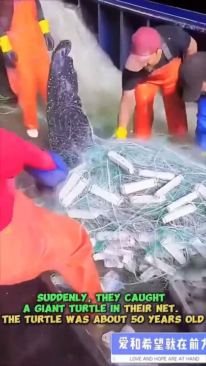 Heartwarming Turtle Rescue! Fishermen Save 50 Year Giant Turtle #shorts