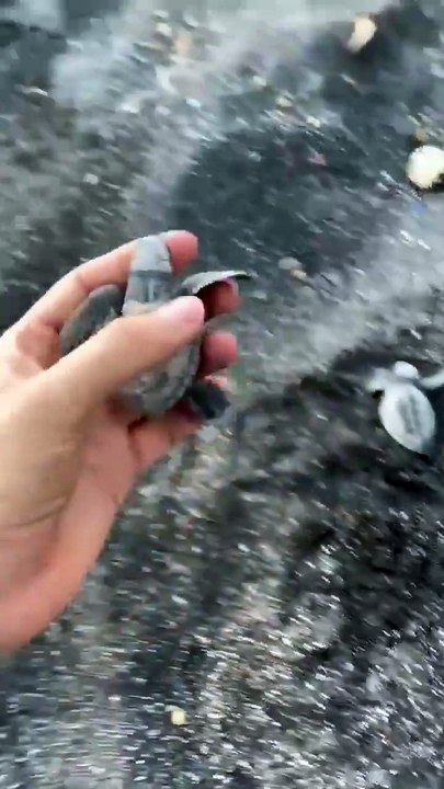 Saving Baby Turtles from the Beach _ Ocean Rescue Mission #shorts