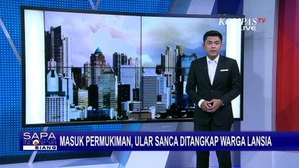 Aksi Nenek Tangkap Ular Sanca Sepanjang 4 Meter, Kesal Sering Masuk Rumah dan Makan Hewan Ternak