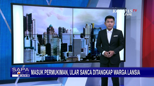Aksi Nenek Tangkap Ular Sanca Sepanjang 4 Meter, Kesal Sering Masuk Rumah dan Makan Hewan Ternak