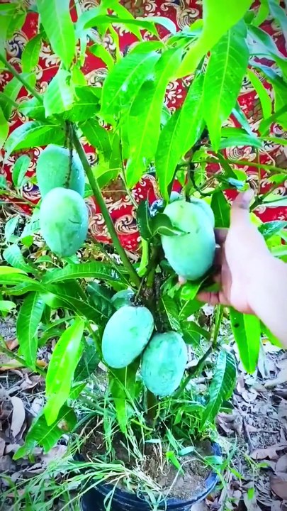 Simple Guide to Propagating Mango Trees Using Branches #GardeningIdeas #TreeCare #PlantLovers