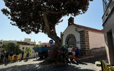 Los vecinos del Risco de San Nicolás paran la tala del árbol centenario de su barrio