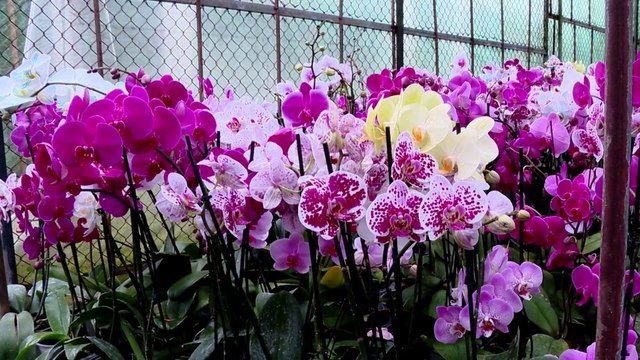 tn7-orquideas-suculentas-y-plantas-medicinales-aliados-para-adultos-mayores-191124