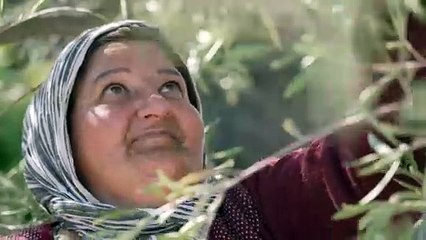 مزارعون في جنوب لبنان يحصدون الزيتون تحت أزيز الطائرات الحربية