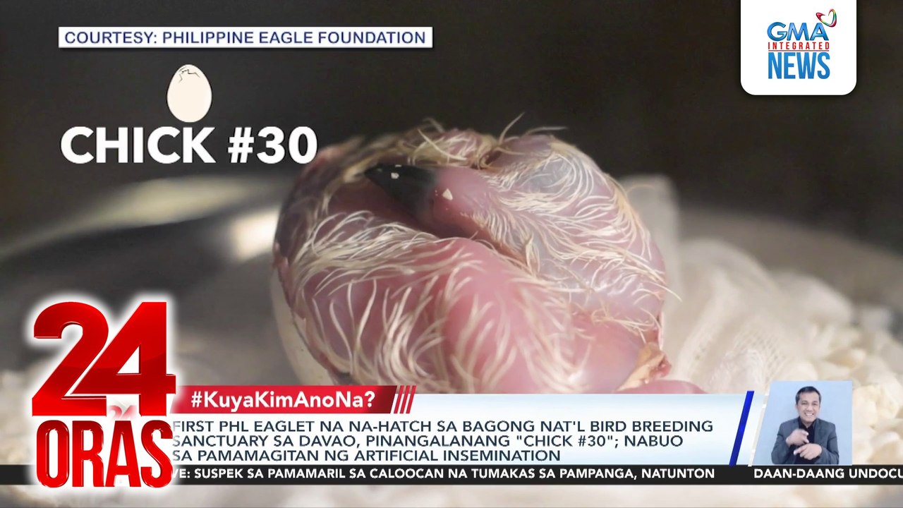 First PHL eaglet na na-hatch sa bagong nat'l bird breeding sanctuary sa Davao, pinangalanang "Chick #30"; nabuo sa pamamagitan ng artificial insemination | 24 Oras