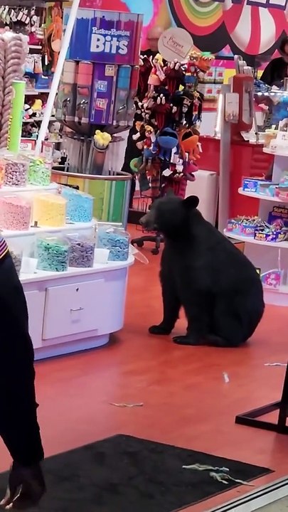 Bear in Candy Store
