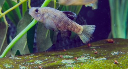 Zoo races to save fish species from extinction after discovering it has last one