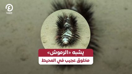 يشبه «الرموش».. مخلوق عجيب في المحيط