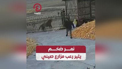 نمر ضخم يثير رعب مزارع صيني