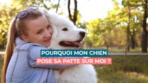 Pourquoi mon chien pose sa patte sur moi : tout savoir de cet étonnant comportement