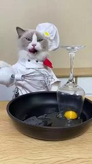 Show me your cooking hacks_ _thatlittlepuff _catsofyoutube(360P)