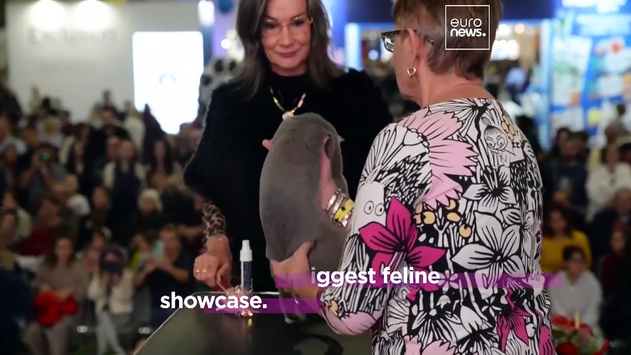 Fluffy felines compete for prizes and steal hearts at Rome's SuperCat Show