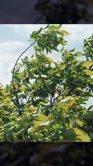 Pourquoi tu te mets à pleurer quand t'as le vent en pleine face ?