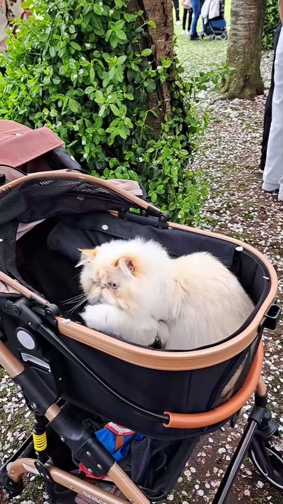Cat is having a blast chasing and watching the falling blossoms!