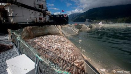 Can tech solve salmon industry's biggest problem?