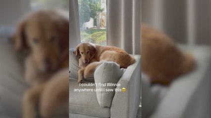 Una mujer pierde a su perro salchicha y los corazones quedan cautivados al enfocar a su golden retriever