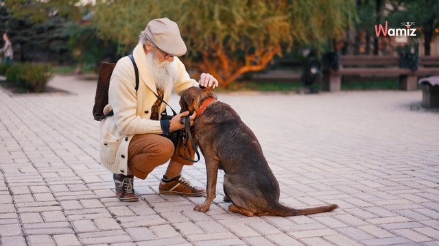 Près de Lille, un homme se fait poignarder « sans raison apparente » en promenant le chien d’un ami