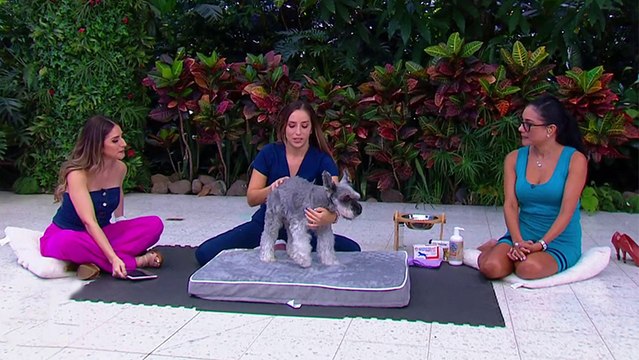 bd-cuidados-basicos-para-mascotas-mayores-191124