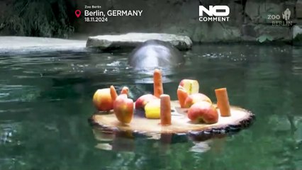 No Comment: allo zoo di Berlino le prodezze del baby ippopotamo Toni