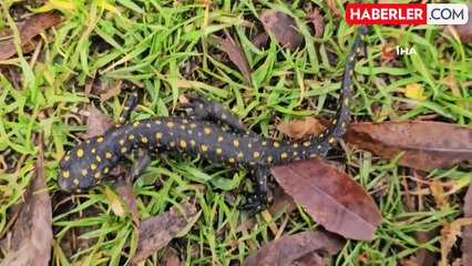 Musluktan koruma altında olan semender çıktı