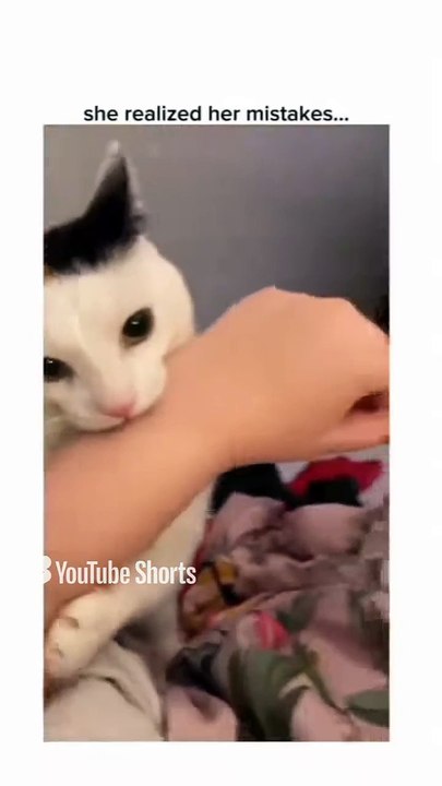 Funny Cats 🐱#cute #cat #short #funny #funnyvideo #funnyanimals #funnyshorts #cat #cutecat #funnycats_4